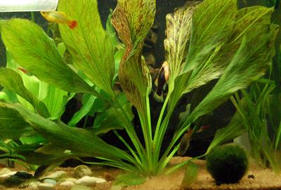 Echinodorus Ozelot